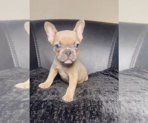 French Bulldog Puppy for sale in LEBANON, OR, USA