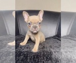 Small French Bulldog