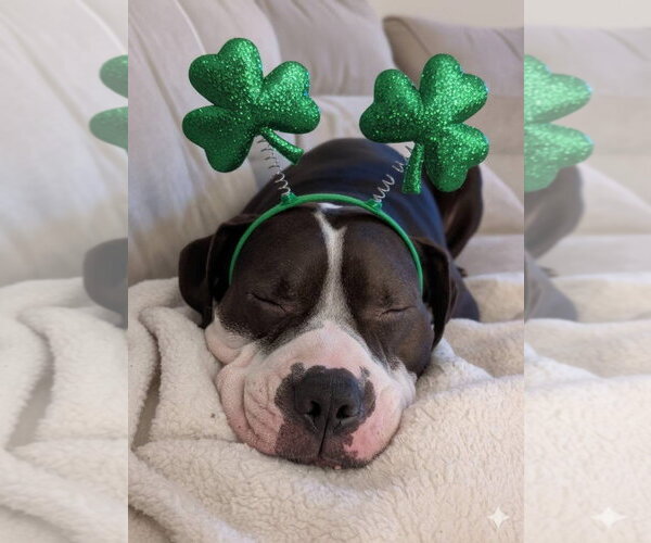 Medium Photo #7 American Bulldog-Staffordshire Bull Terrier Mix Puppy For Sale in Germantown, OH, USA