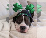 Small #6 American Bulldog-Staffordshire Bull Terrier Mix