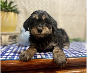 Mini Whoodle (Wheaten Terrier/Miniature Poodle) Puppy for sale in DOSS, MO, USA
