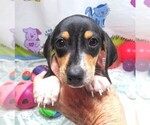 Small #2 Dachshund