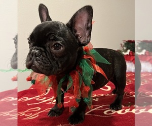 French Bulldog Puppy for Sale in BOLIVAR, Missouri USA