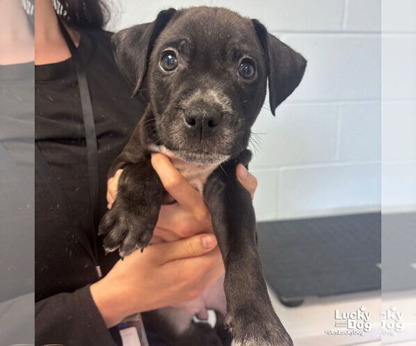Medium Photo #5 Labrador Retriever-Unknown Mix Puppy For Sale in Washington, DC, USA