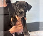 Small #4 Labrador Retriever Mix