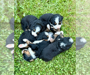 Bernese Mountain Dog Puppy for Sale in ASHEVILLE, North Carolina USA
