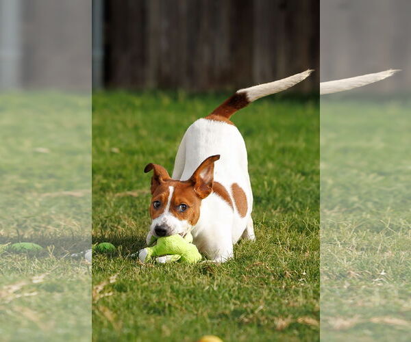 Medium Photo #23 Basenji-Rat Terrier Mix Puppy For Sale in McKinney, TX, USA