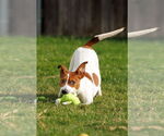 Small #22 Basenji-Rat Terrier Mix
