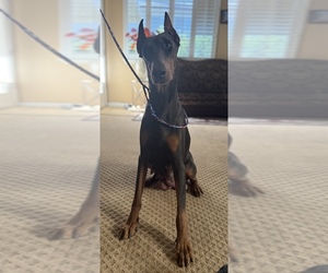 Mother of the Doberman Pinscher puppies born on 05/29/2025