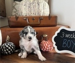 Small Photo #8 Aussiedoodle Puppy For Sale in FRANKLINTON, LA, USA