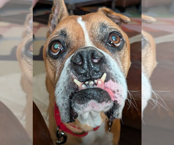 Medium Photo #6 Boxer Puppy For Sale in Austin, TX, USA