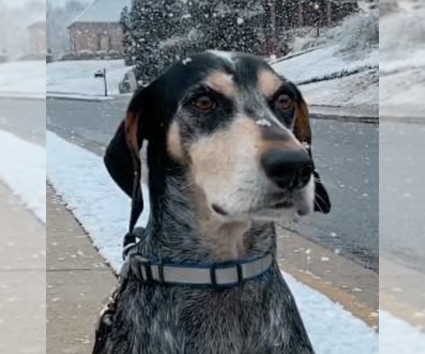 Medium Photo #2 Bluetick Coonhound-Unknown Mix Puppy For Sale in Decatur, GA, USA