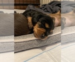 Small Photo #8 Dachshund Puppy For Sale in STONY CREEK, VA, USA