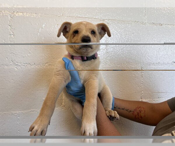 Medium Photo #1 German Shepherd Dog-Unknown Mix Puppy For Sale in Corona, CA, USA