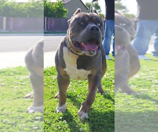 Medium Photo #7 American Bully Puppy For Sale in BEVERLY HILLS, CA, USA