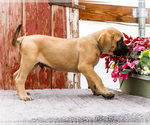 Small #4 Mastiff