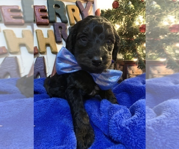 Medium Photo #1 Goldendoodle Puppy For Sale in DYERSBURG, TN, USA