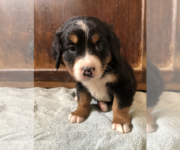 Medium Photo #5 Bernese Mountain Dog Puppy For Sale in AUGUSTA, WV, USA