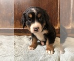 Small #4 Bernese Mountain Dog