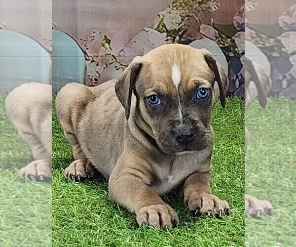 Medium Photo #1 Catahoula Leopard Dog Puppy For Sale in CUMBY, TX, USA