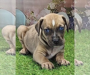 Catahoula Leopard Dog Puppy for sale in CUMBY, TX, USA