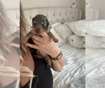 Small #4 Dachshund