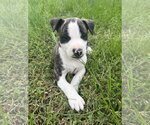 Small Photo #6 American Pit Bull Terrier-Unknown Mix Puppy For Sale in Spotsylvania, VA, USA