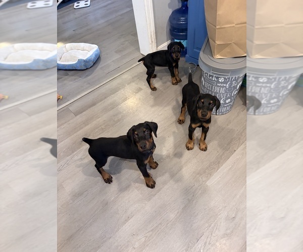 Medium Photo #1 Doberman Pinscher Puppy For Sale in CHEPACHET, RI, USA