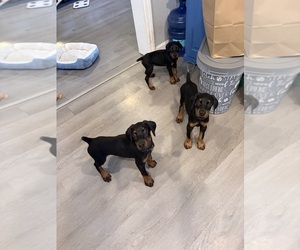 Doberman Pinscher Puppy for sale in CHEPACHET, RI, USA
