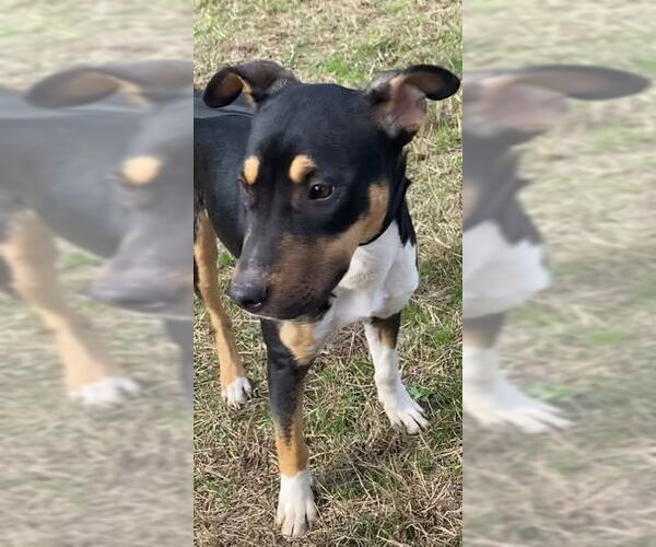 Medium Photo #6 Catahoula Leopard Dog-Mountain Cur Mix Puppy For Sale in Ridgefield, CT, USA