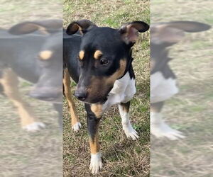 Nova - Female Catahoula Leopard Dog-Mountain Cur Mix Dog for Adoption - Photo #6
