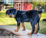Small Photo #6 Rottweiler Puppy For Sale in NEWCASTLE, CA, USA