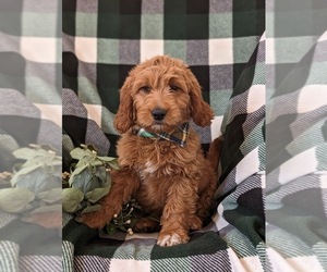 Goldendoodle (Miniature) Puppy for sale in OXFORD, PA, USA