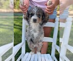 Small #3 Miniature Bernedoodle
