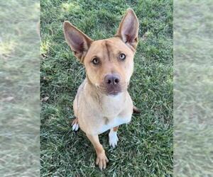 Carolina Dog-Unknown Mix Dogs for adoption in Lee's Summit, MO, USA