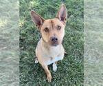 Small Carolina Dog Mix