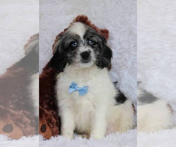 Medium Photo #3 Cockapoo Puppy For Sale in COCOA, FL, USA