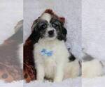 Small Photo #3 Cockapoo Puppy For Sale in COCOA, FL, USA