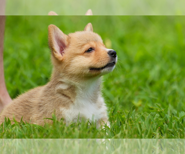 Medium Photo #19 Pembroke Welsh Corgi Puppy For Sale in HAMPTON, VA, USA