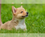 Small Photo #19 Pembroke Welsh Corgi Puppy For Sale in HAMPTON, VA, USA