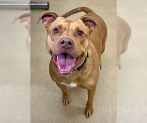 Boxer-Vizsla Mix Dogs for adoption in Derwood, MD, USA