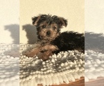 Small #3 Yorkshire Terrier