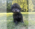 Small #12 Poodle (Miniature)
