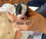 Small #1 Pomeranian