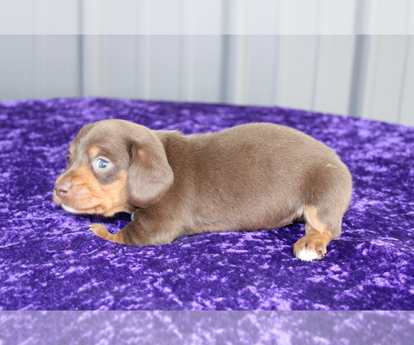 Medium Photo #8 Dachshund Puppy For Sale in BLOOMINGTON, IN, USA