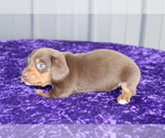 Small Photo #8 Dachshund Puppy For Sale in BLOOMINGTON, IN, USA