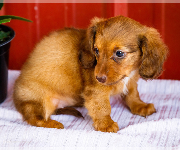 Medium Photo #28 Dachshund Puppy For Sale in WAKARUSA, IN, USA