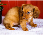 Small #9 Dachshund