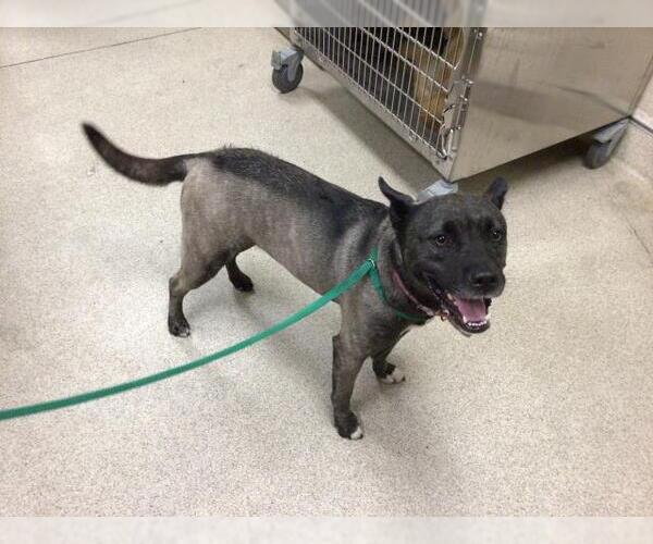 Medium Photo #1 Akita-Unknown Mix Puppy For Sale in Riverside, CA, USA
