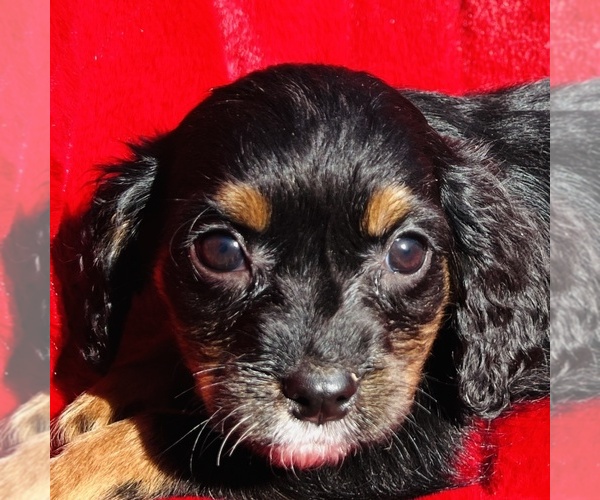 Medium Photo #5 Cavalier King Charles Spaniel Puppy For Sale in FRESNO, OH, USA